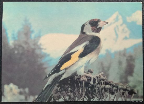Щегол 1985
