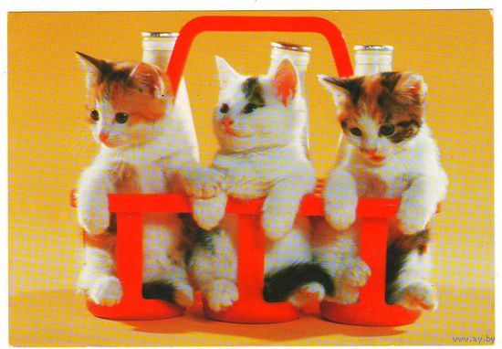 Посткроссинг. Открытка из Кипра: котята и молоко (11х16). Прошла почту. Художественные марки.