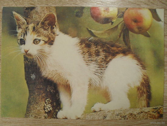 ЧИСТАЯ ОТКРЫТКА. КОТ.