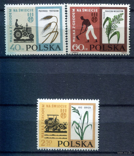 Польша - 1963г. - Борьба с голодом - полная серия, MNH, одна марка с царапиной на клее [Mi 1371-1373] - 3 марки