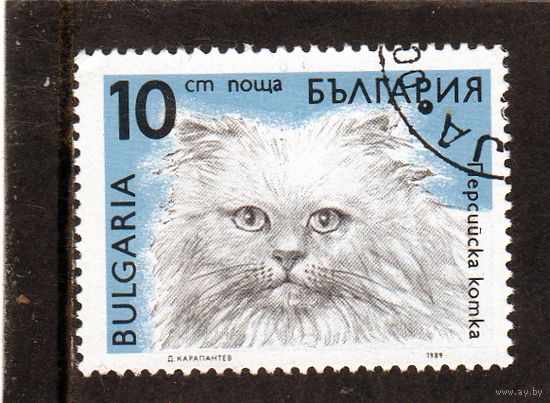 Болгария.Ми-3812.Персидская кошка.Серия: Кошки. 1989.