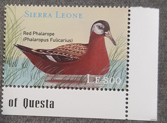 2000 Плосконосый плавунчик  Сьерра -Леоне