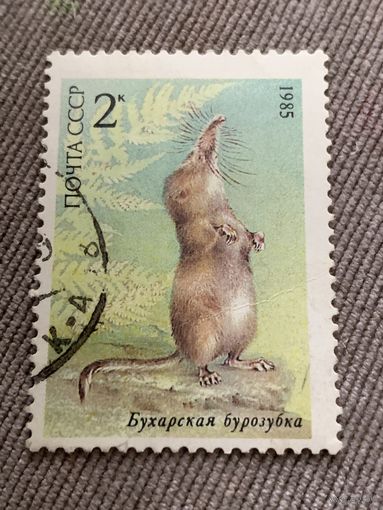 СССР 1985. Бухарская бурозубка. Марка из серии