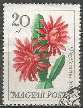 Венгрия. Филлокактус. 1965г. Mi#2164.