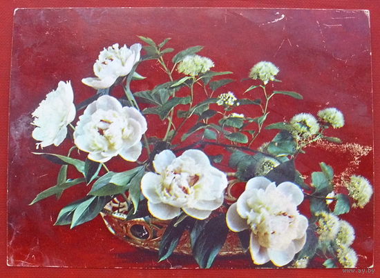 Композиция из цветов. Чистая. 1984 года. Костенко. 765.
