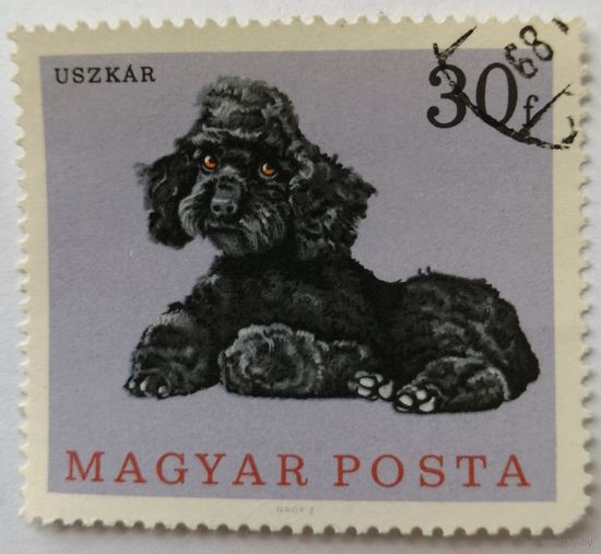 Венгрия 1967. Пудель