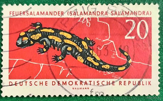 ГДР 1963. Пятнистая саламандра