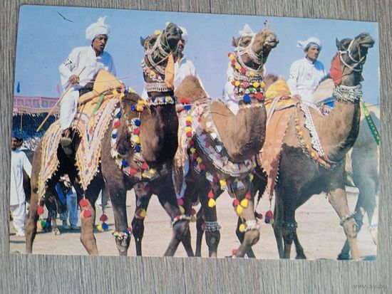 Этнография. Пакистан. Танец верблюдов на ярмарке в Лахоре