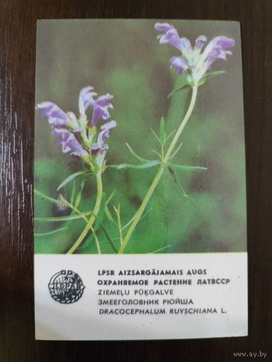 Календарик Прибалтика Зееголовник