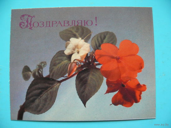Савалов Е.(фото), Поздравляю! 1988, чистая, мини-формат.
