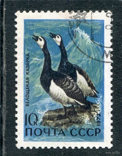 СССР 1972.. Водоплавающие птицы. Белощекая казарка