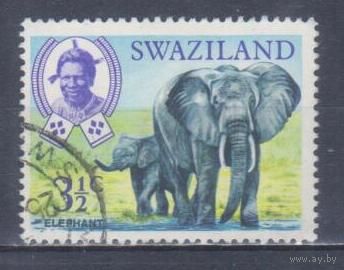 [2298] Свазиленд 1969. Фауна.Африканский слон. Гашеная марка.