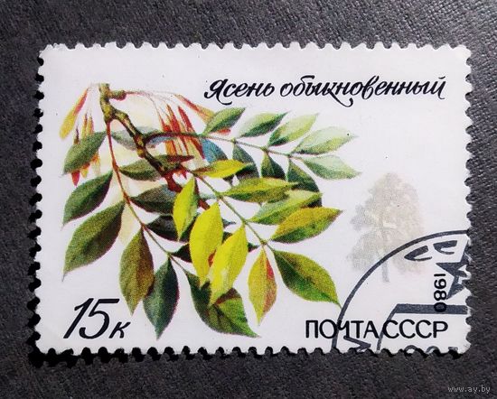 Марка СССР 1980 год Охраняемые породы деревьев и кустарников