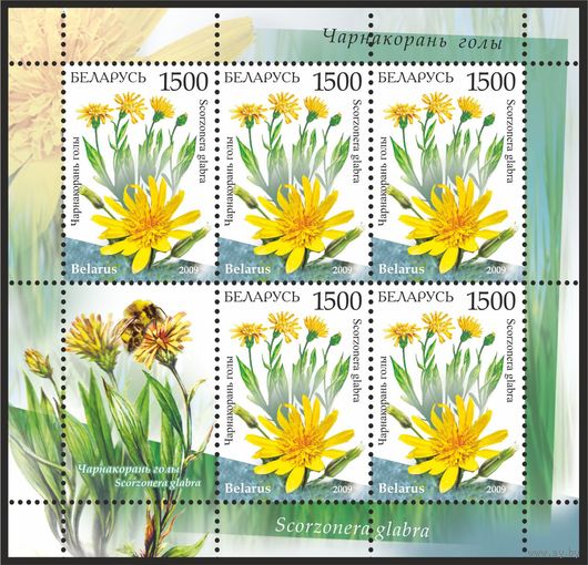 2009 БЕЛАРУСЬ коллекционная марка "Чернокорень голый"  MNH