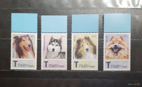 Приднестровье. 2012 год. Фауна. Собаки (1231)