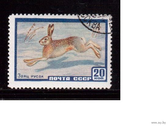 СССР-1960, (Заг.2318), гаш.(с клеем),  Фауна, Заяц