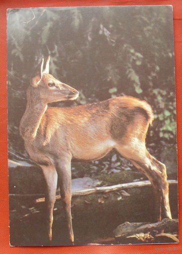 Оленёнок. Чистая. 1989 года. Фото Мельника. #17.