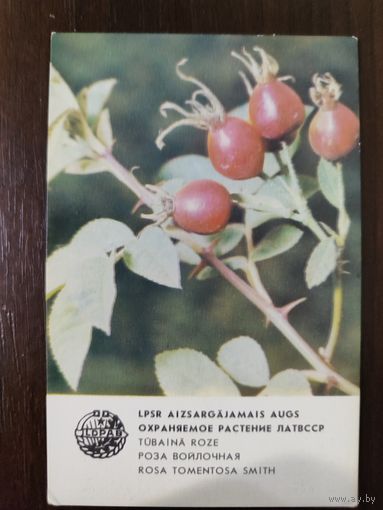 Календарик Прибалтика Роза войлочная