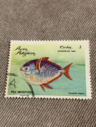Куба 1981. Рыбы. Lampris reglus. Марка из серии