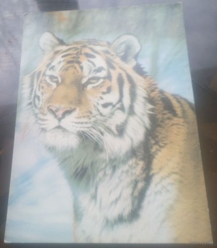 1986 год Уссурийский тигр