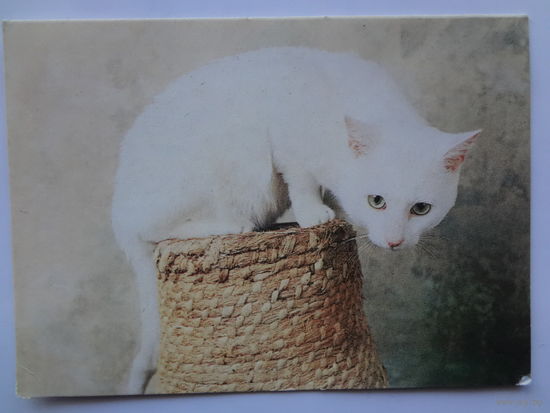 Календарик 1994 г. Домашний кот. (173).