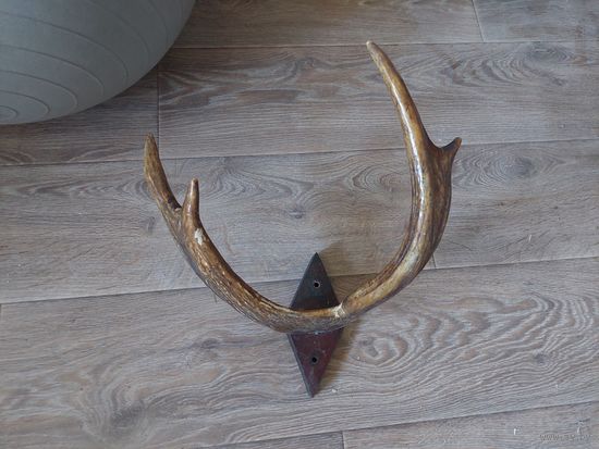 Старая вешалка из рогов косули или оленя, не разбираюсь. Есть стык. Приблизительный размер 30 и 35 см.