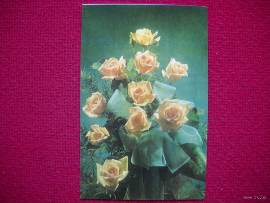 Розы. Каареп. Войт. 1974 г.