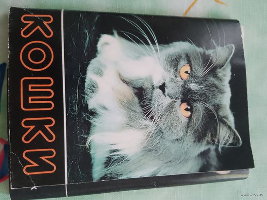 Открытки кошки