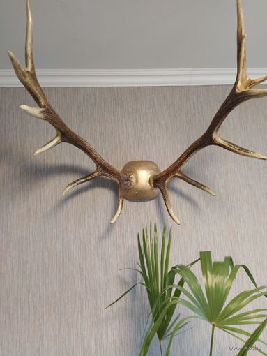 Рога алтайского оленя Изюбрь