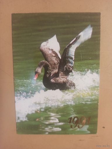 Календарь 1991 Черный лебедь