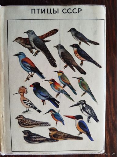 Птицы СССР
