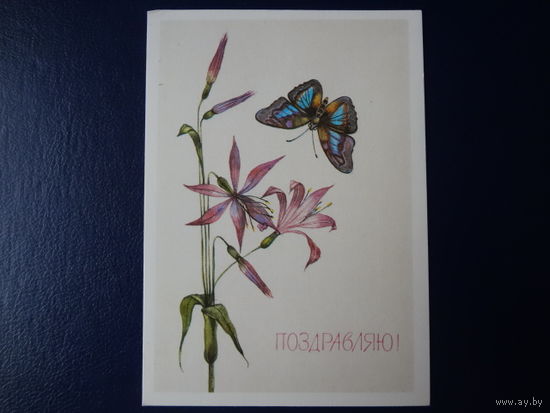 Поздравляю!  Цветы, бабочка.  1989 г.