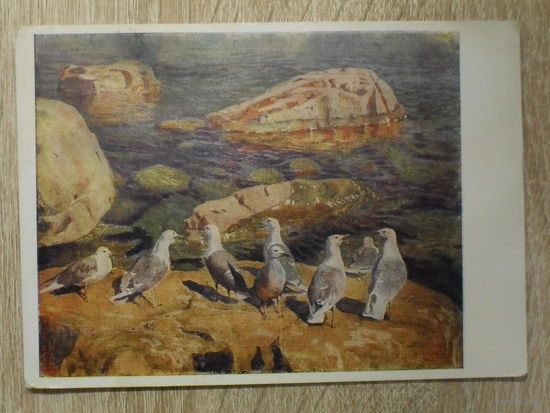 ЧИСТАЯ ОТКРЫТКА СССР. УКРАИНА. "ЧАЙКИ" худ. А.О. РЫЛОВ 1956 год.