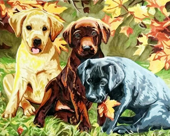 Очаровательные Лабрадорчики