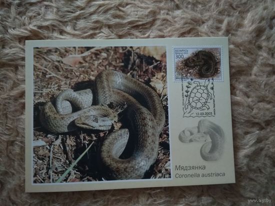 Беларусь. 2003. Картмаксимум. Медянка