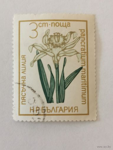 Цветы - Панкраций морской (Pancratium maritimum)