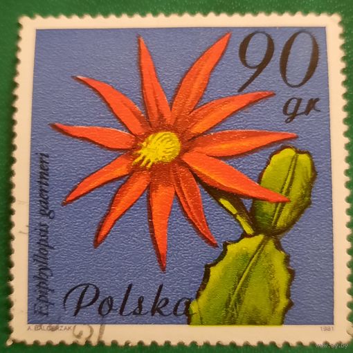 Польша 1981. Флора. Цветы. Epiphyllopsis Gaertneri. Марка из серии