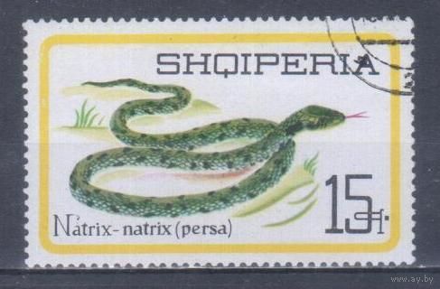 [610] Албания 1966. Фауна.Рептилии.Змеи.Уж. Гашеная марка.