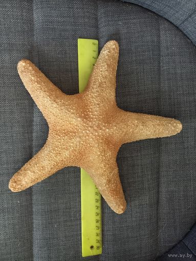 Звезда морская большая.