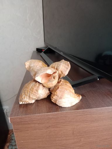 Композиция из морских ракушек