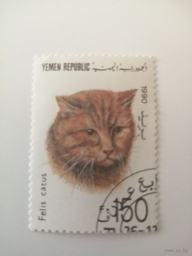 Йемен 1990. Коты