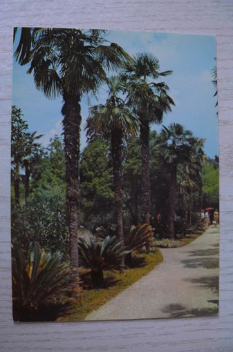 Сухуми. Приморский бульвар; чистая, Аэрофлот.