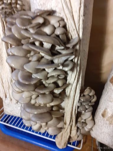 Ггрибные блокивешенки,рейши