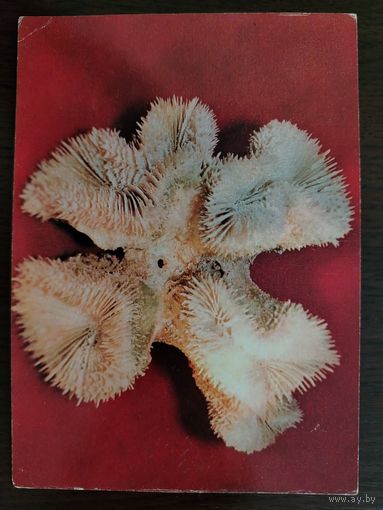 Коралл Мусса Фото Васильева 1975