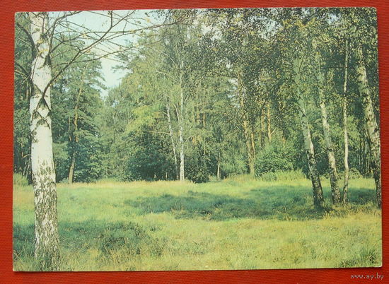 Лесная поляна. Чистая. 1981 года. Фото Давыдова. #188.