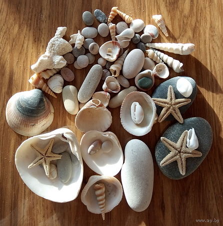 Все для аквариума, отросток белого коралла, раковины и др.