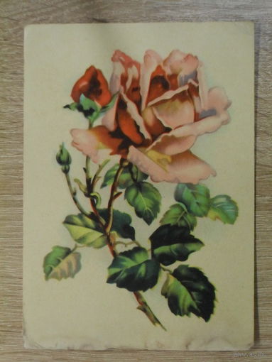 ПОДПИСАННАЯ ОТКРЫТКА СССР. "РОЗА". 1969 год.