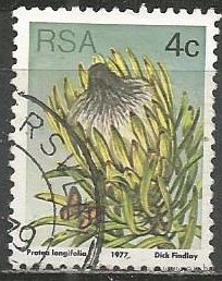 ЮАР. Протея длинолистая. 1977г. Mi#515.