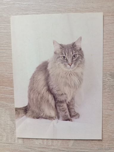 Календарик 1993