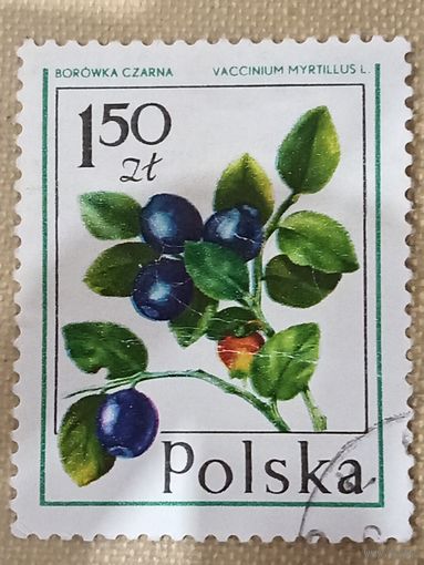 Польша. Флора. Черника